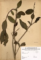 藏品(茶)的圖片